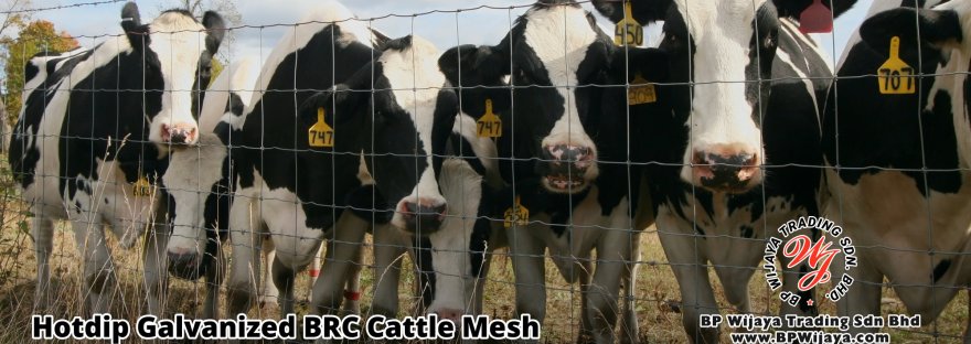 BP Wijaya Security Fence Manufacturer Malaysia Hotdip Galvanized BRC Cattle Mesh Hotdip Galvanized Grassland Fence Iron Field Fence Horse Cow Animals Farm Fence with Mesh Hinge Joint Knot Field Fence Mesh A00