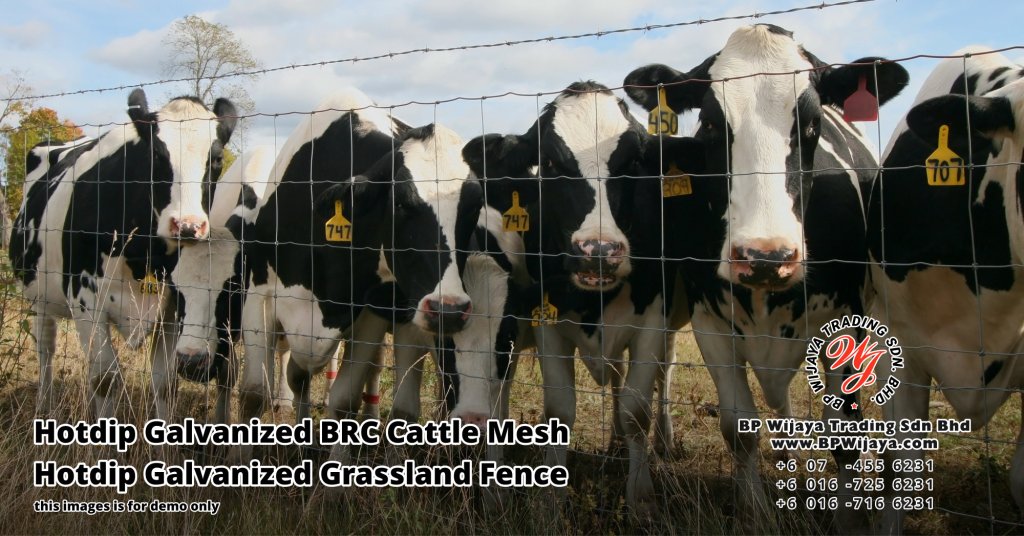 BP Wijaya Security Fence Manufacturer Malaysia Hotdip Galvanized BRC Cattle Mesh Hotdip Galvanized Grassland Fence Iron Field Fence Horse Cow Animals Farm Fence with Mesh Hinge Joint Knot Field Fence Mesh A00