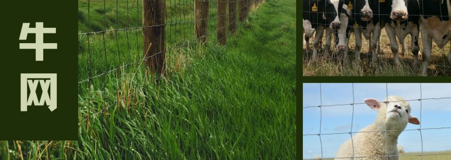 热镀锌 BRC 牛网 Hotdip Galvanized BRC Cattle Mesh - BP Wijaya Trading Sdn Bhd 马来西亚BRC网制造商 - BRC网和配件的批发商